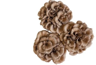 Quali sono i vantaggi dell'estratto di Maitake?